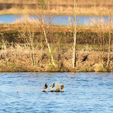 Mika Honkalinna About 205 birds have returned to the Linnunsuo wetland since the rewilding project started (Credit: Mika Honkalinna)