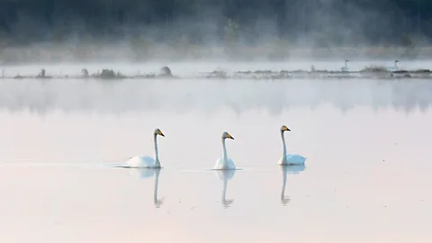 Mika Honkalinna Three swans at Linnunsuo Lagoon in the water, Finland (Credit: Mika Honkalinna)